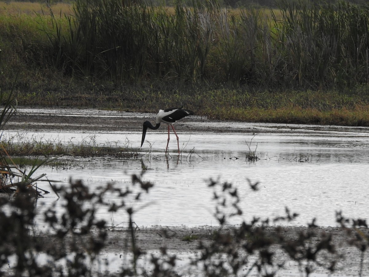 Black-necked Stork - ML644200597
