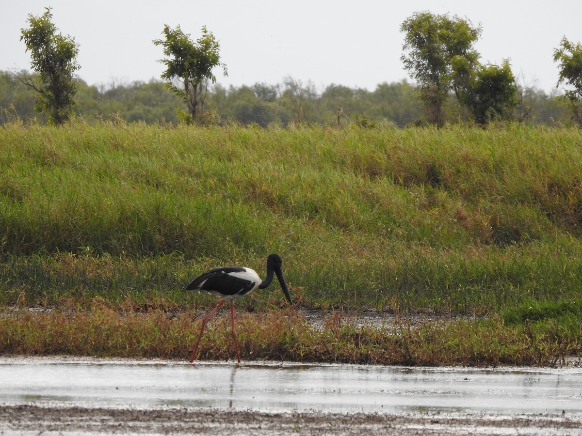 Black-necked Stork - ML644200598