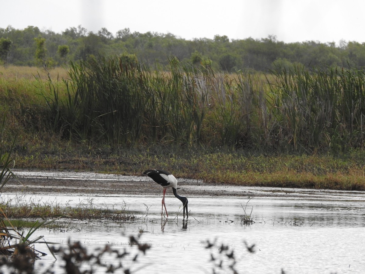 Black-necked Stork - ML644200599
