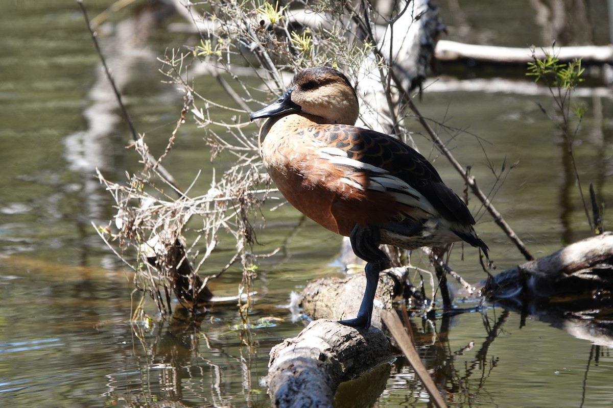 Dendrocygne à lunules - ML644200600