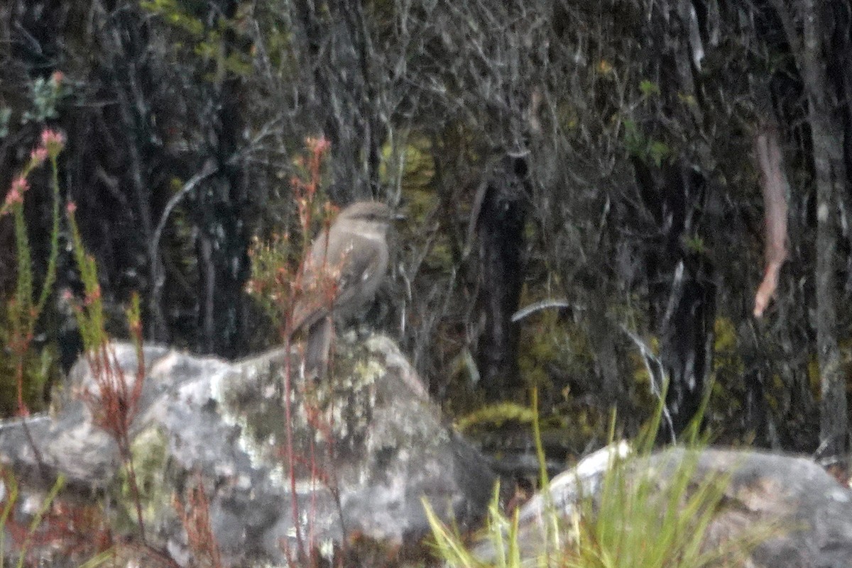 タスマニアヒタキ - ML644200601