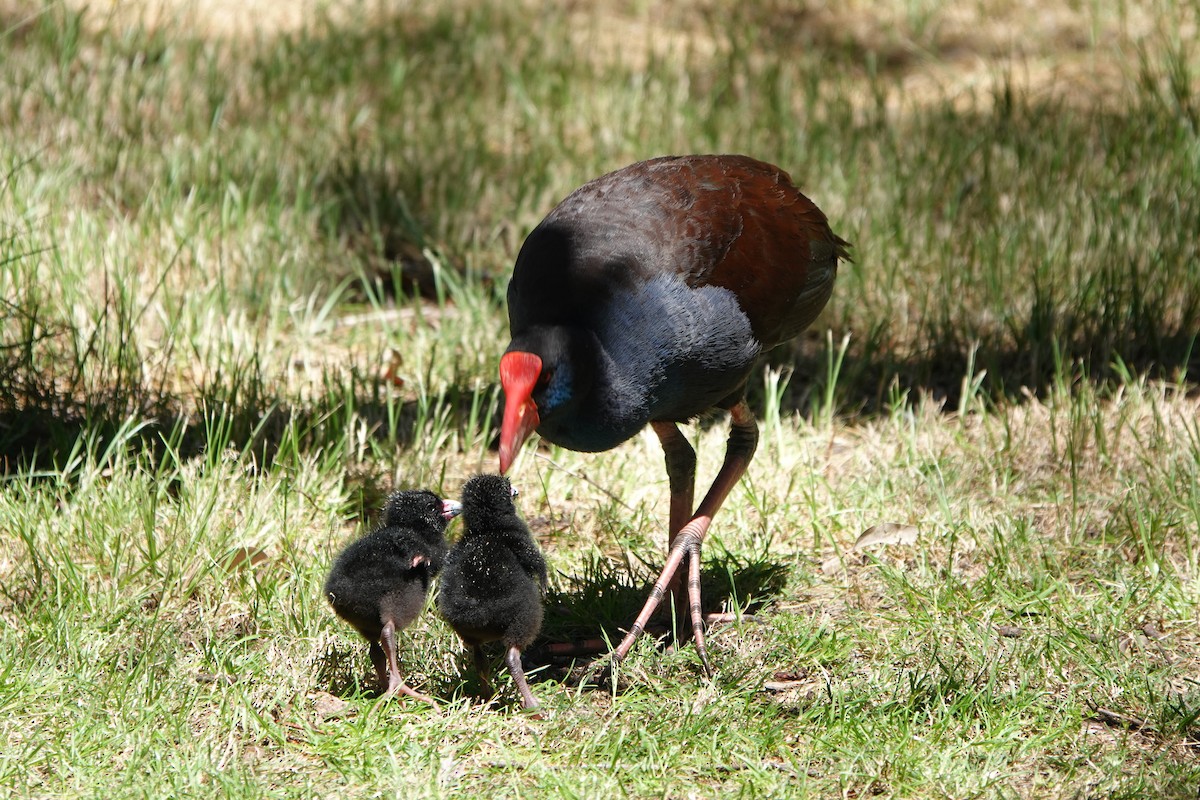 Australasian Swamphen - ML644200602