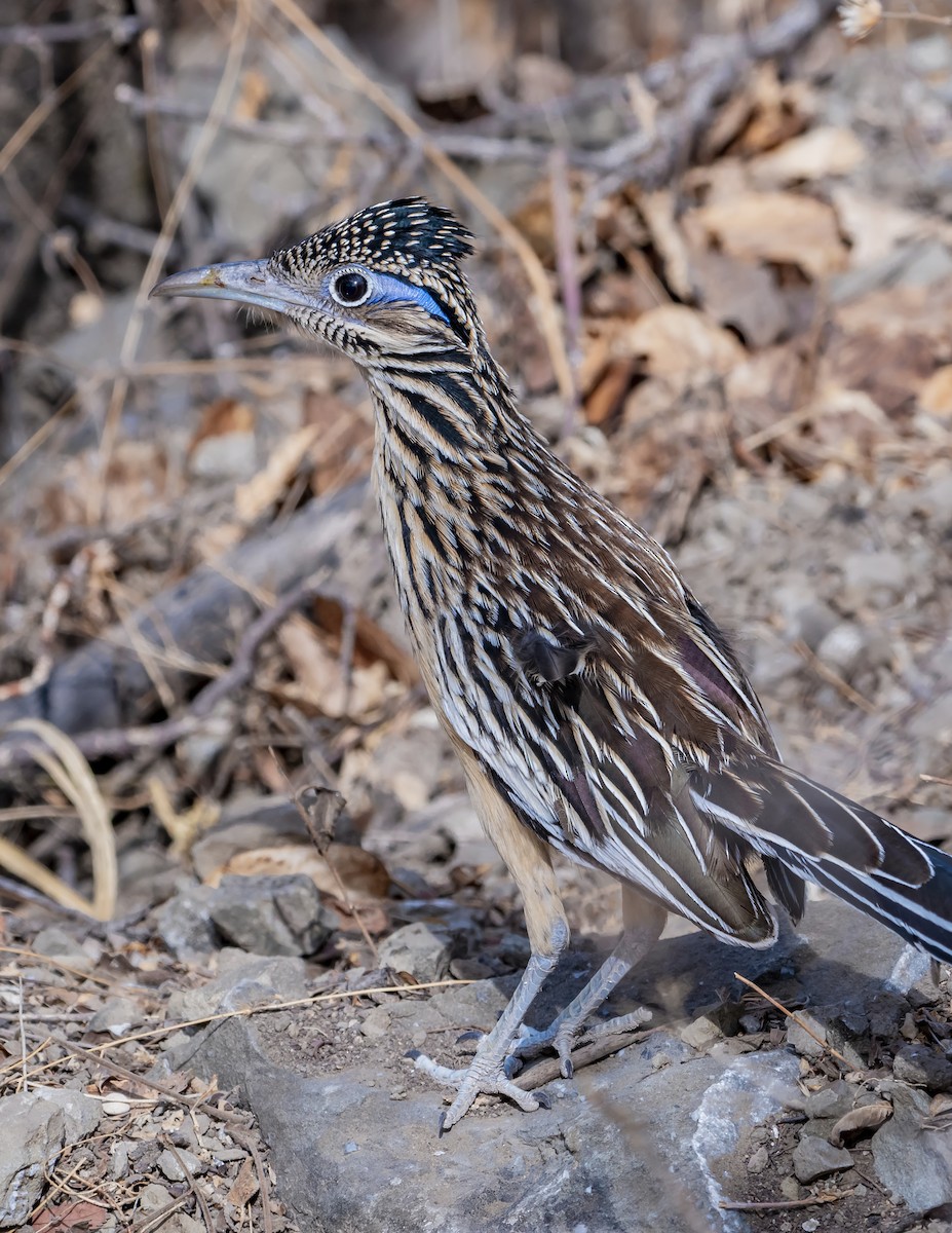 Lesser Roadrunner - ML644200608