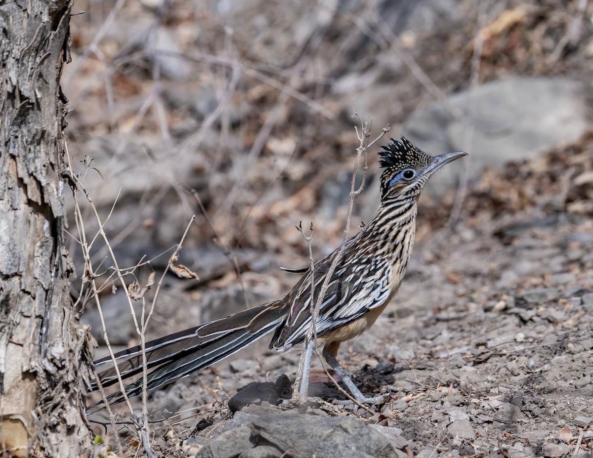 Lesser Roadrunner - ML644200609