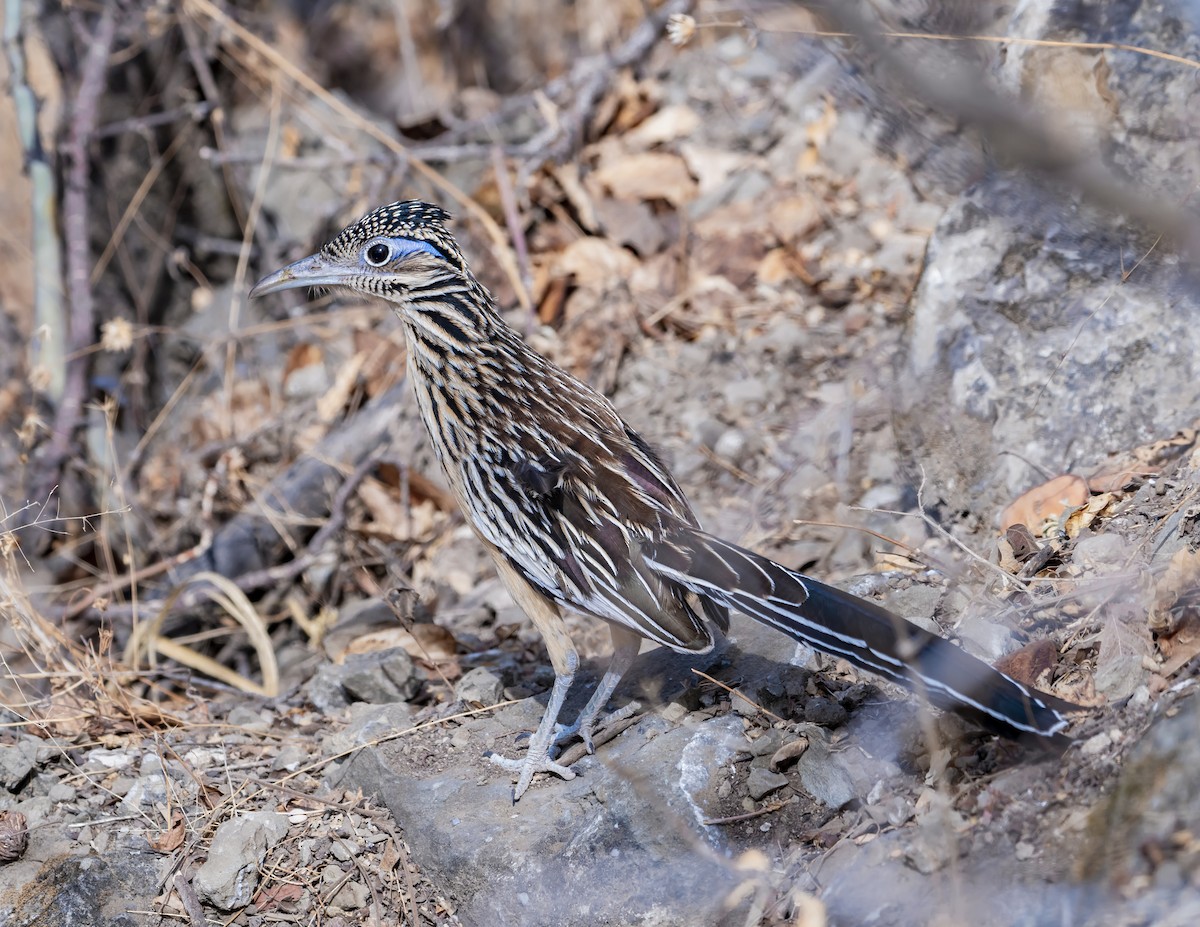 Lesser Roadrunner - ML644200610