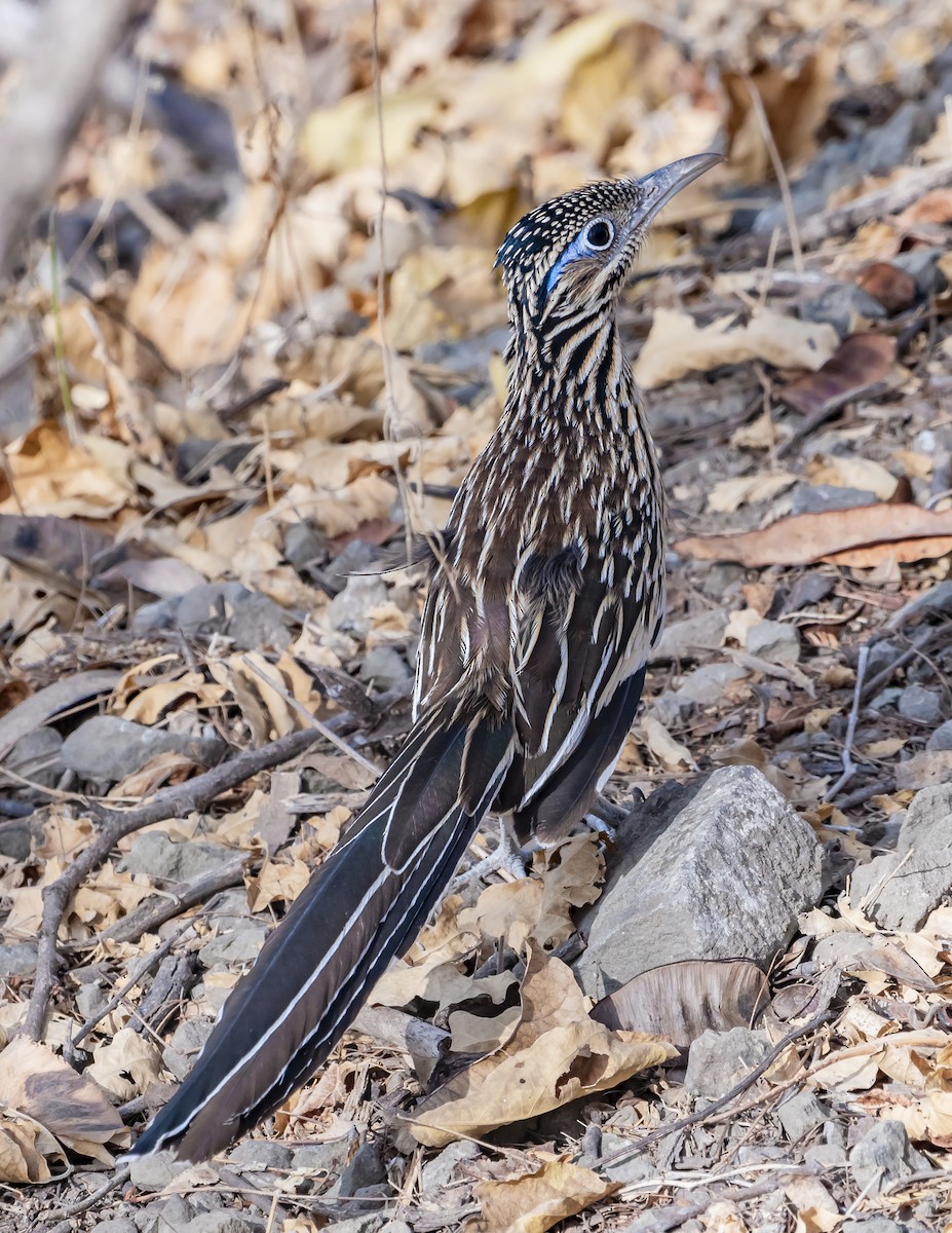 Lesser Roadrunner - ML644200611