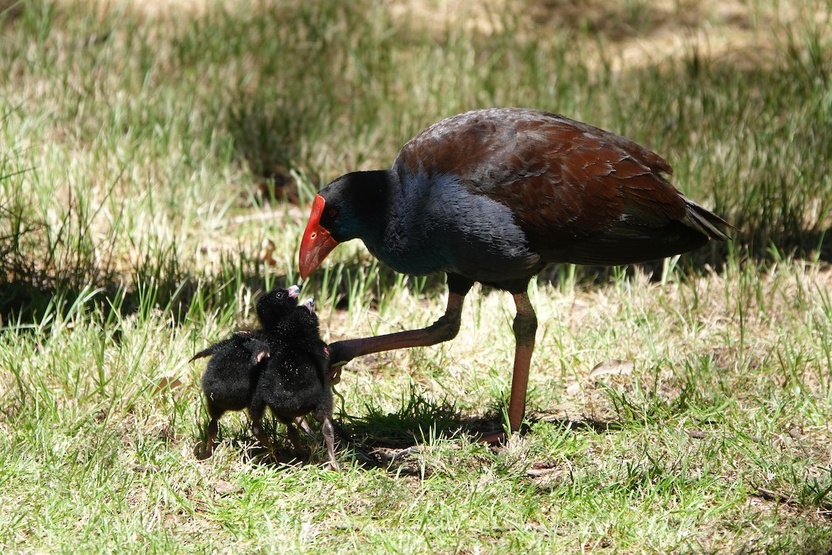 Australasian Swamphen - ML644200612