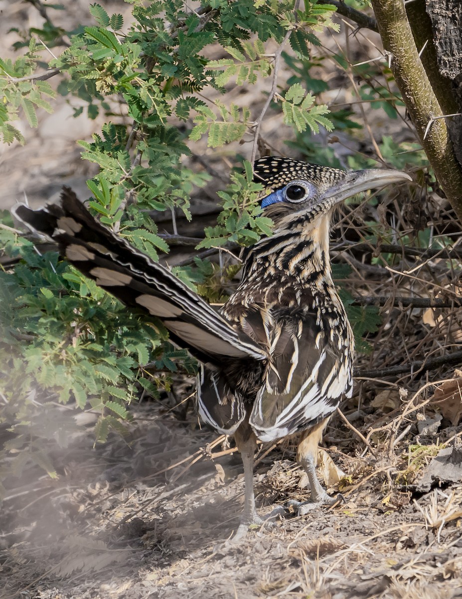 Lesser Roadrunner - ML644200615