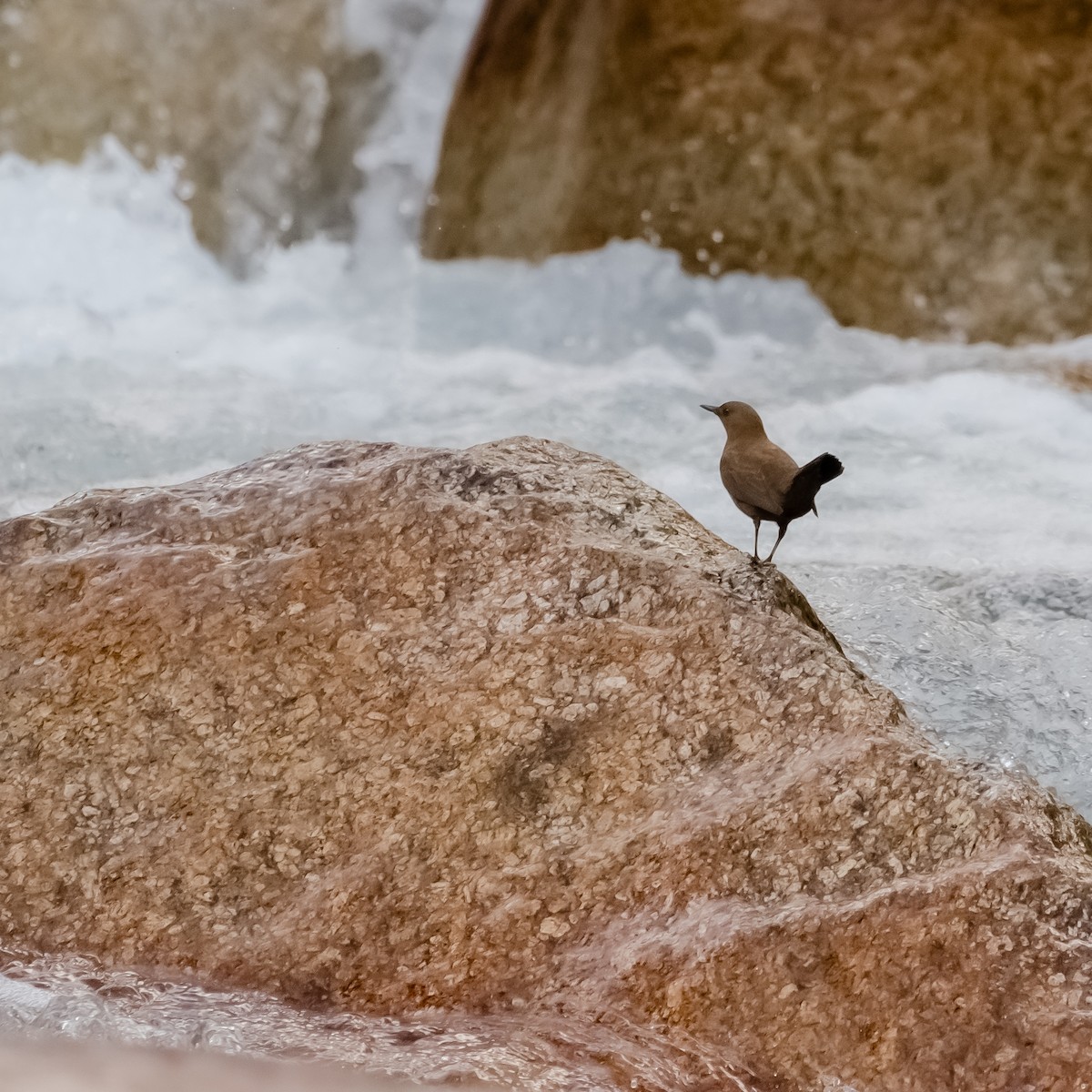 Brown Dipper - ML644200616