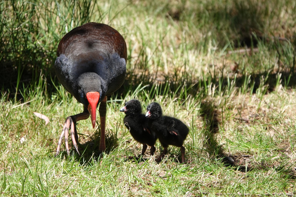 Australasian Swamphen - ML644200617