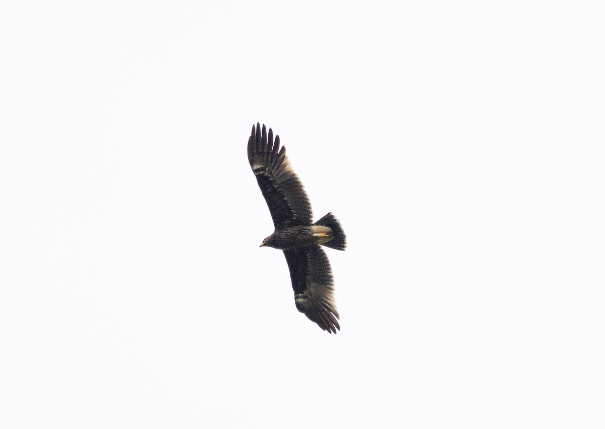 Greater Spotted Eagle - ML644200624