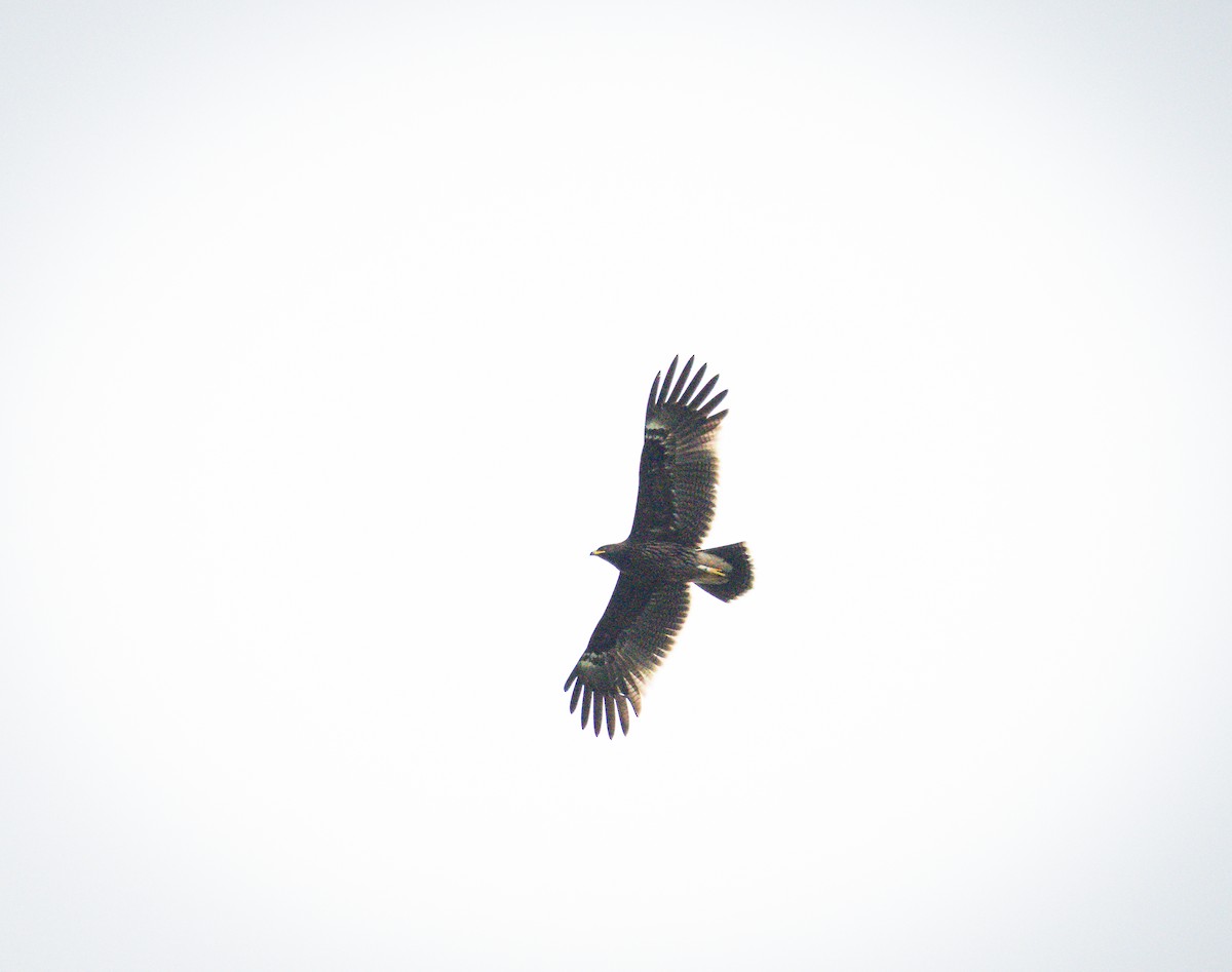 Greater Spotted Eagle - ML644200630