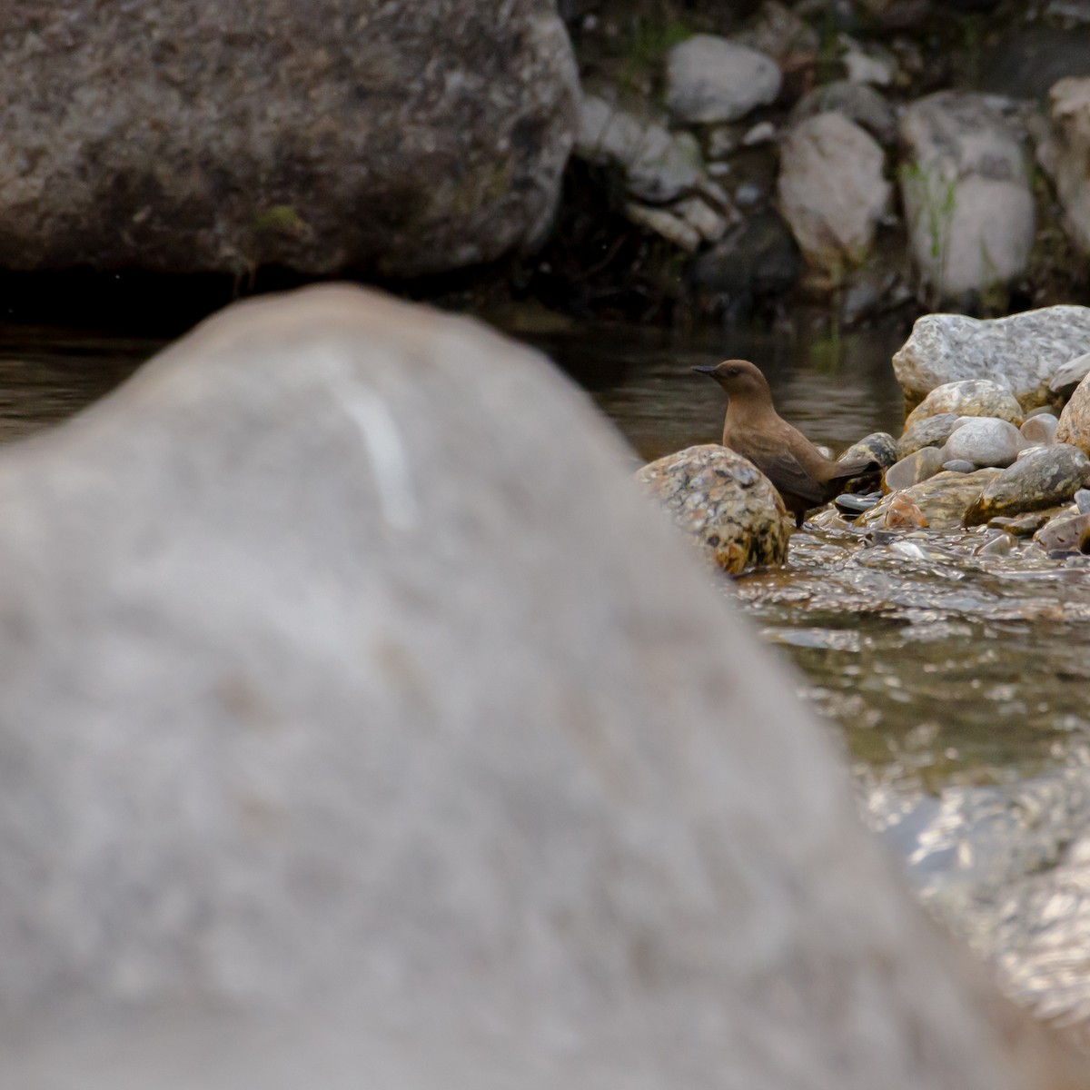 Brown Dipper - ML644200645