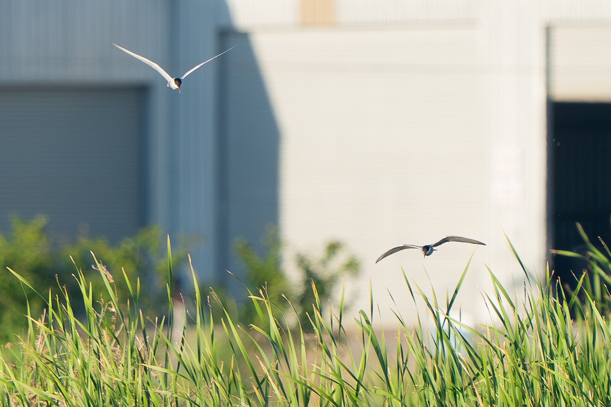 Whiskered Tern - ML644200646