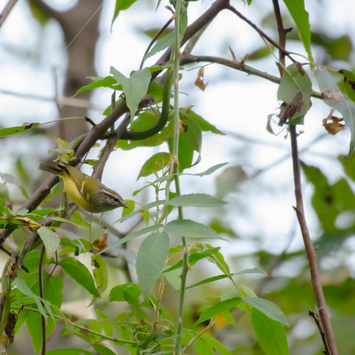 Ashy-throated Warbler - ML644200719