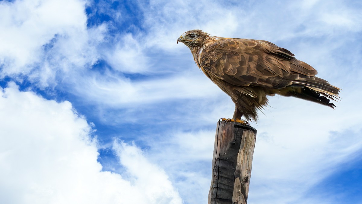 Upland Buzzard - ML644200722