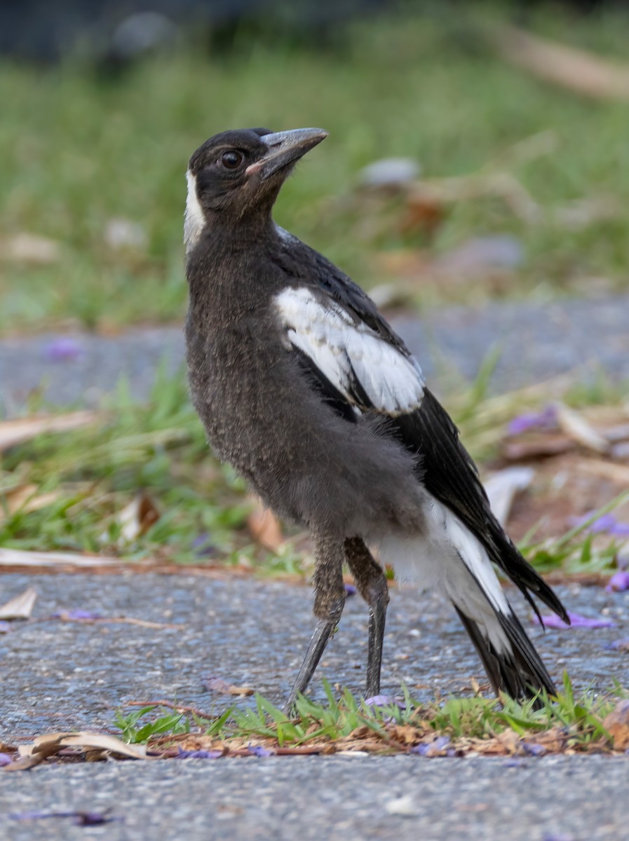 Australian Magpie - ML644200730