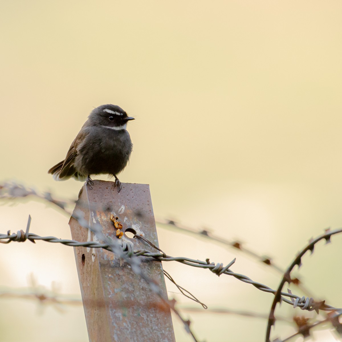 White-throated Fantail - ML644200765