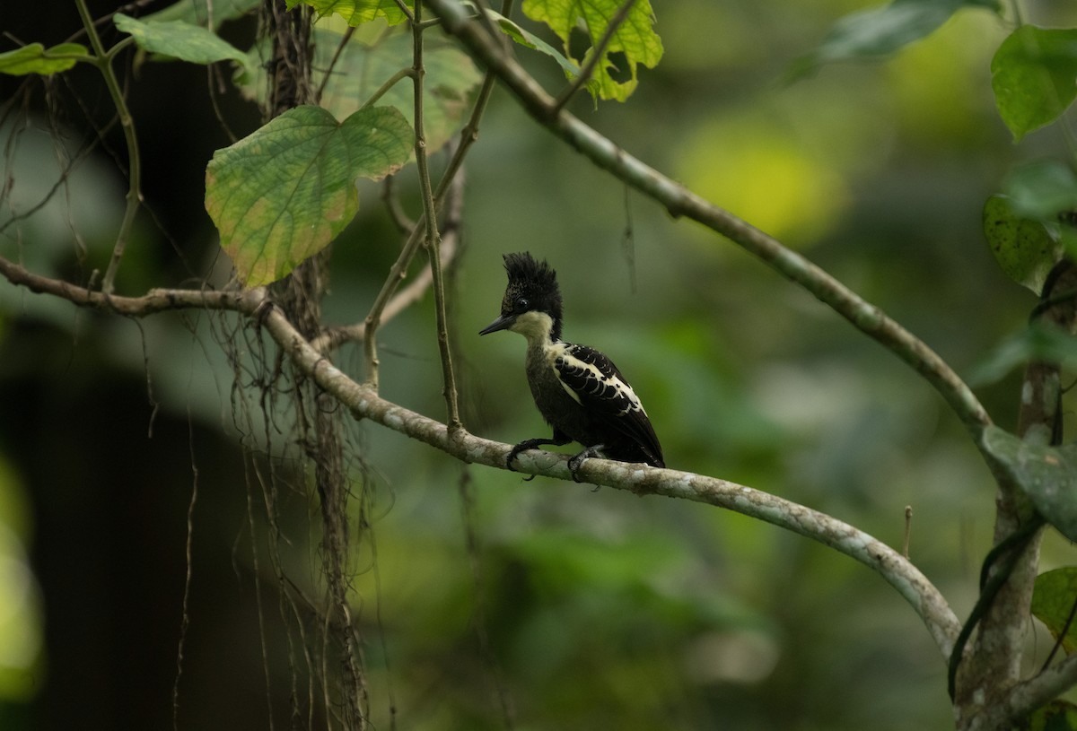 Pic canente - ML644200775