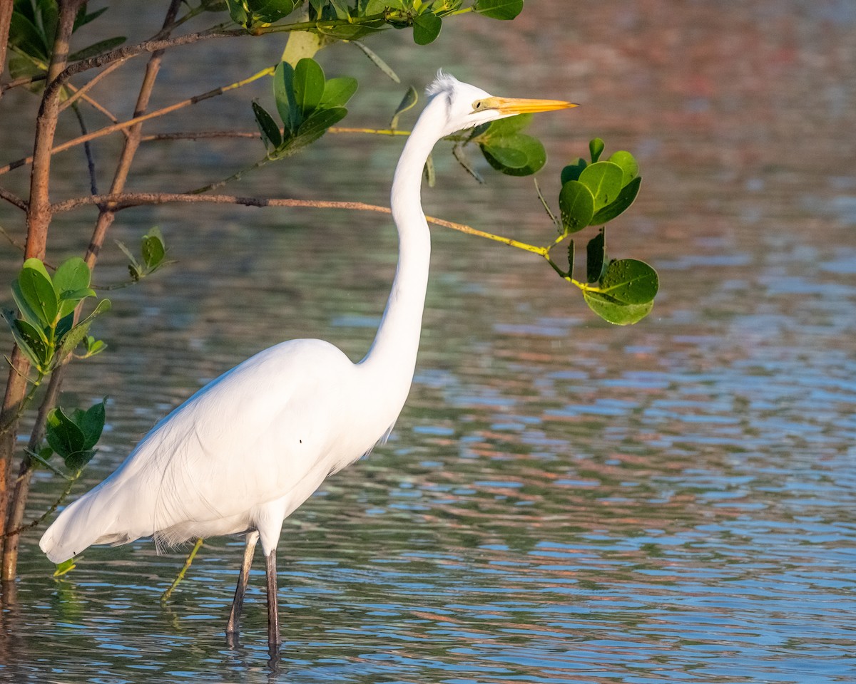 Grande Aigrette - ML644200781