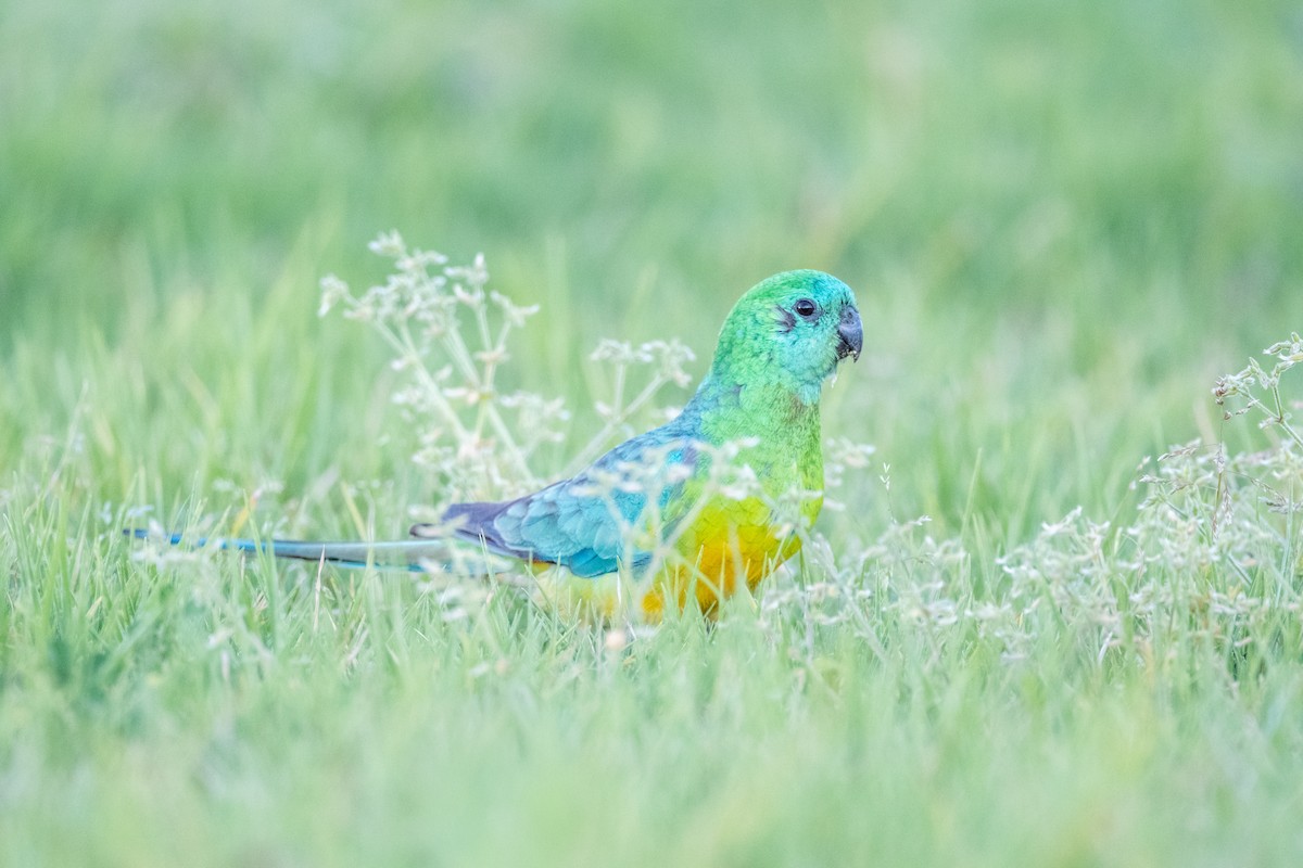 Perruche à croupion rouge - ML644200805