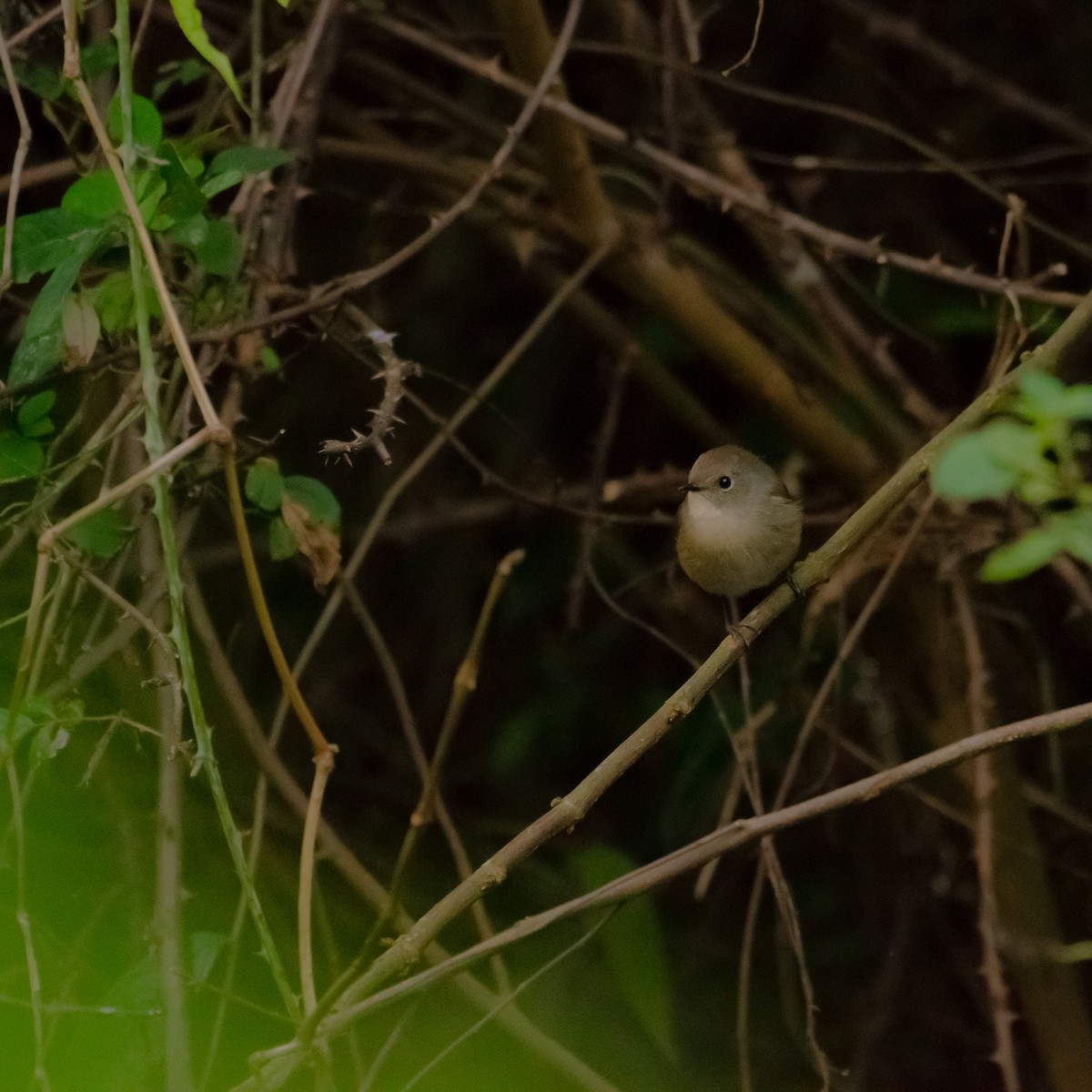 Slaty-blue Flycatcher - ML644200832