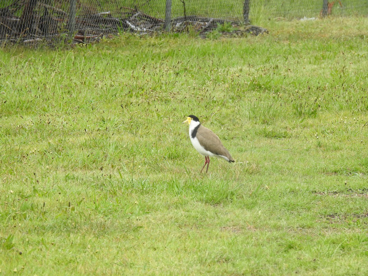 Masked Lapwing - ML644200840