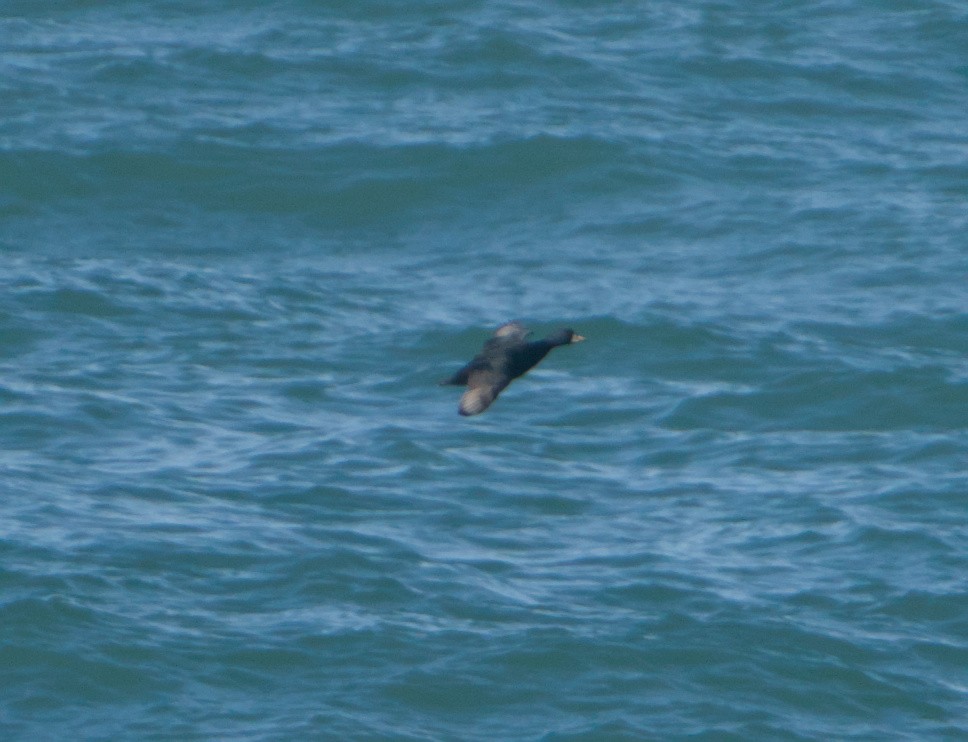 ヨーロッパクロガモ - ML644200857