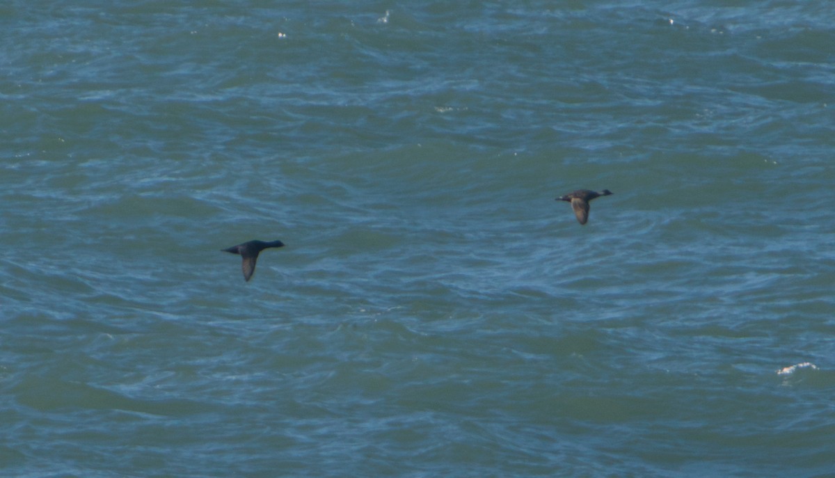 ヨーロッパクロガモ - ML644200858