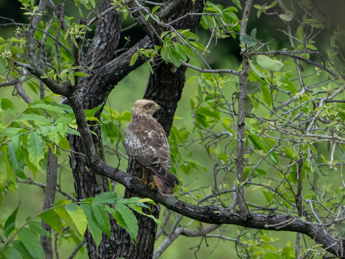 メジロサシバ - ML644200862