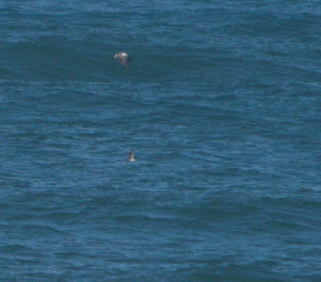 Balearic Shearwater - ML644200864