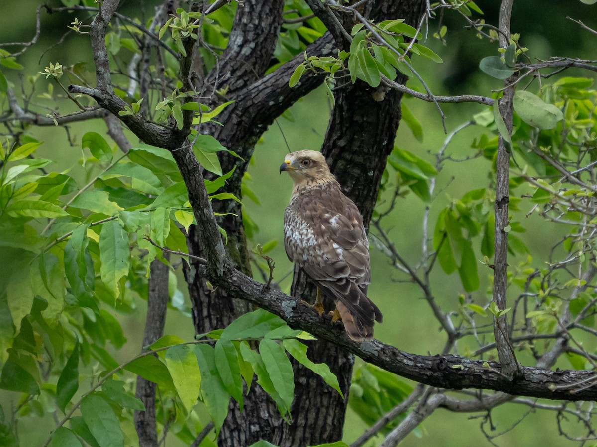 メジロサシバ - ML644200865