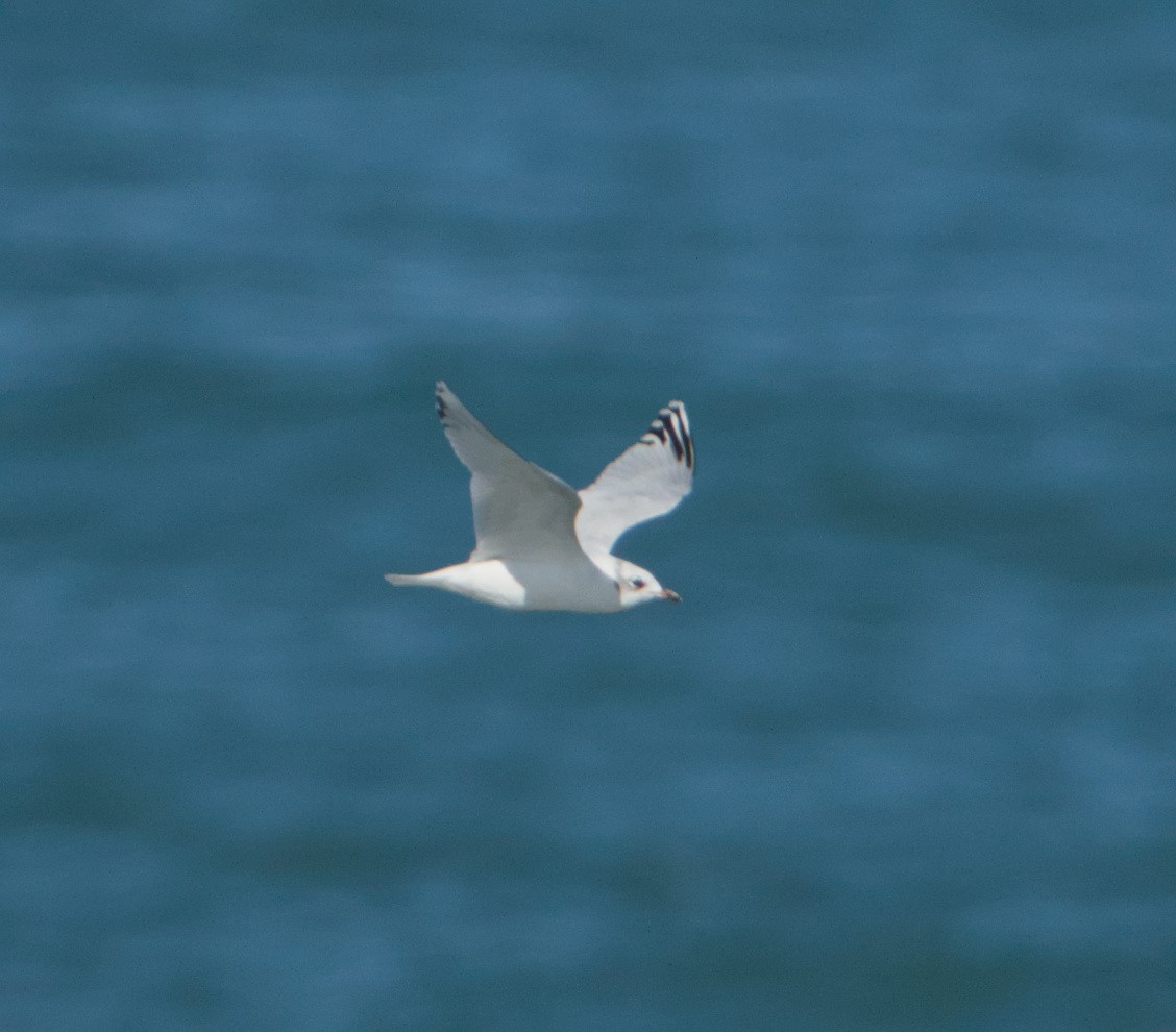 ニシズグロカモメ - ML644200867