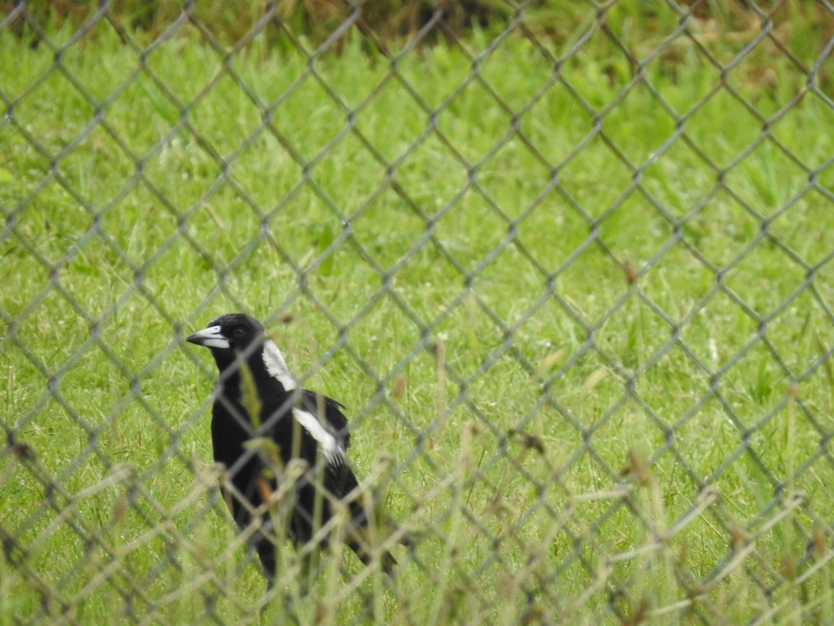 Australian Magpie - ML644200869