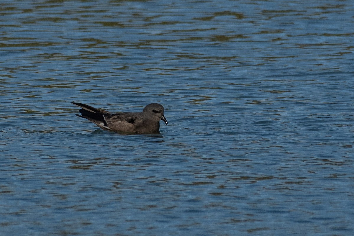 白腰叉尾海燕 - ML644200870