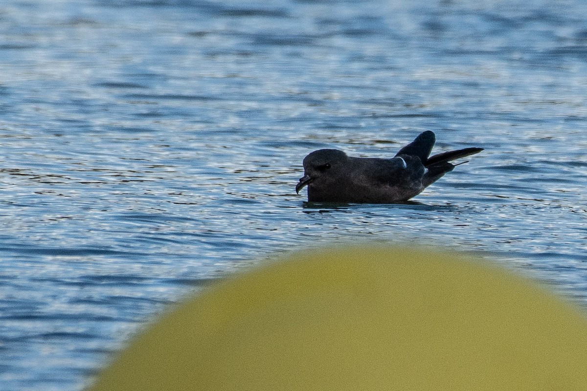 白腰叉尾海燕 - ML644200871
