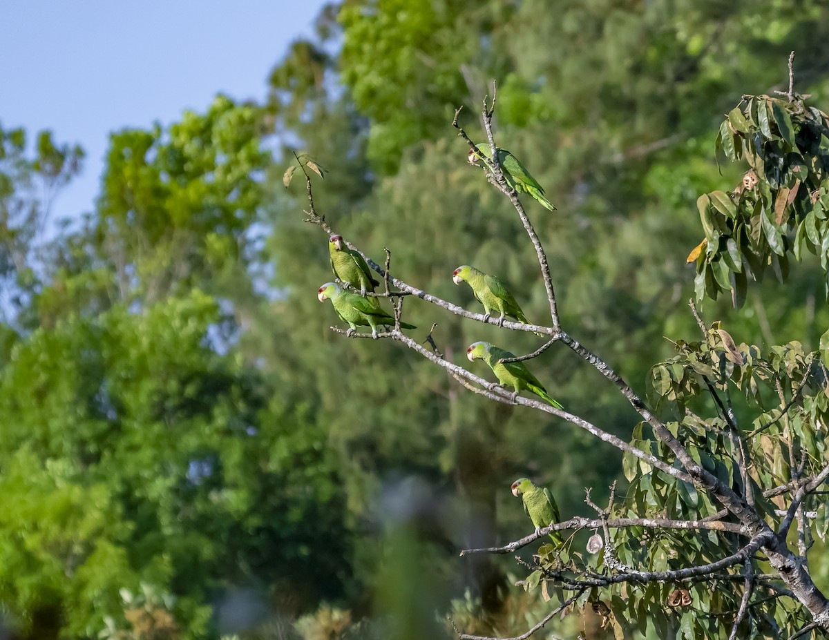 Lilac-crowned Amazon - ML644200873