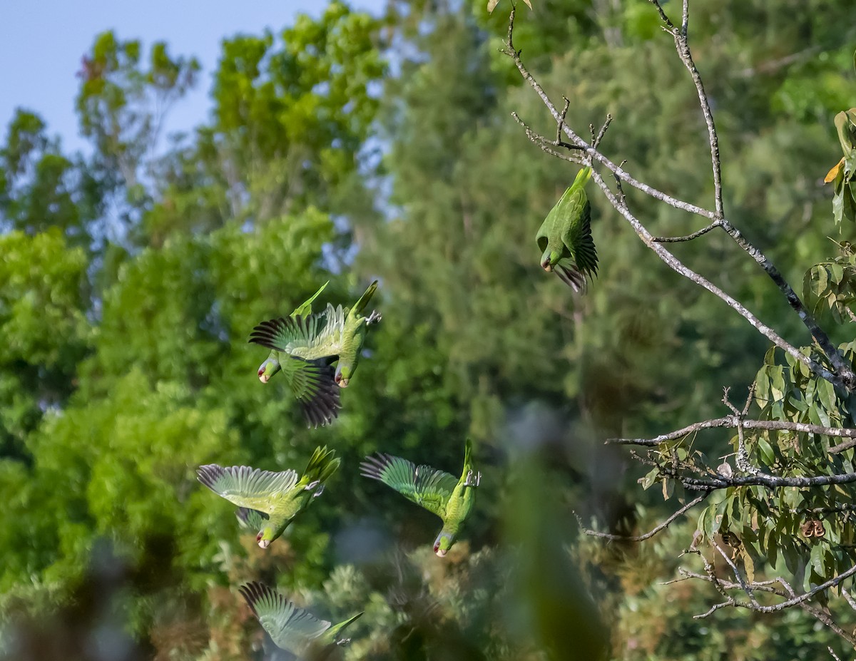 Lilac-crowned Amazon - ML644200874