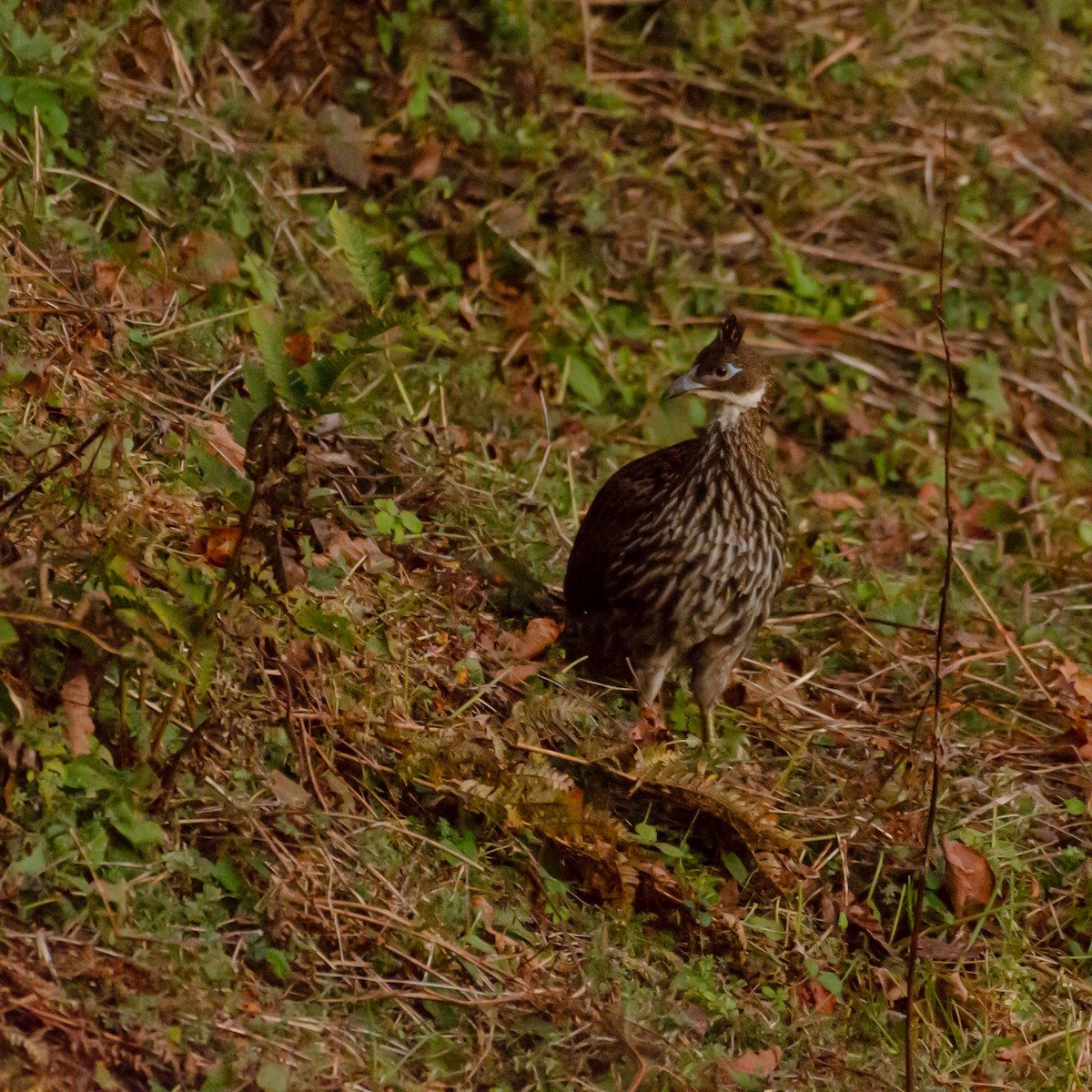 Himalayan Monal - ML644200879
