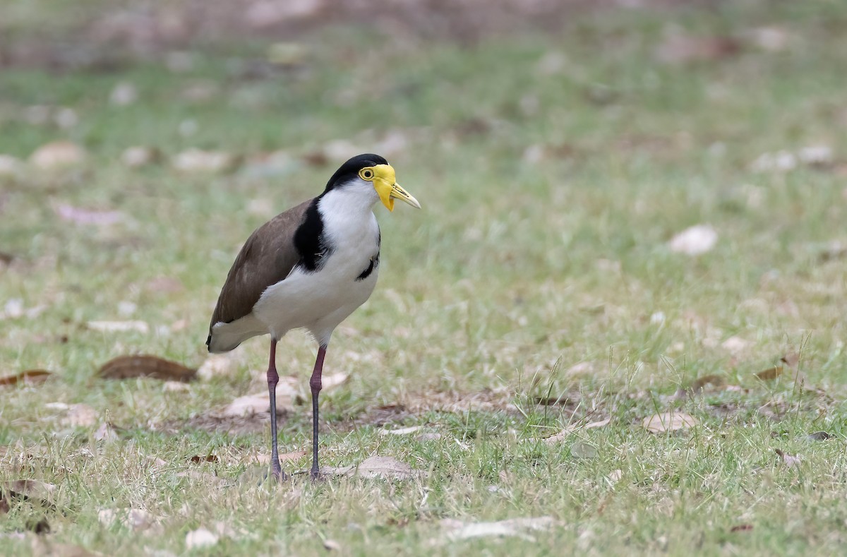 Masked Lapwing - ML644200880