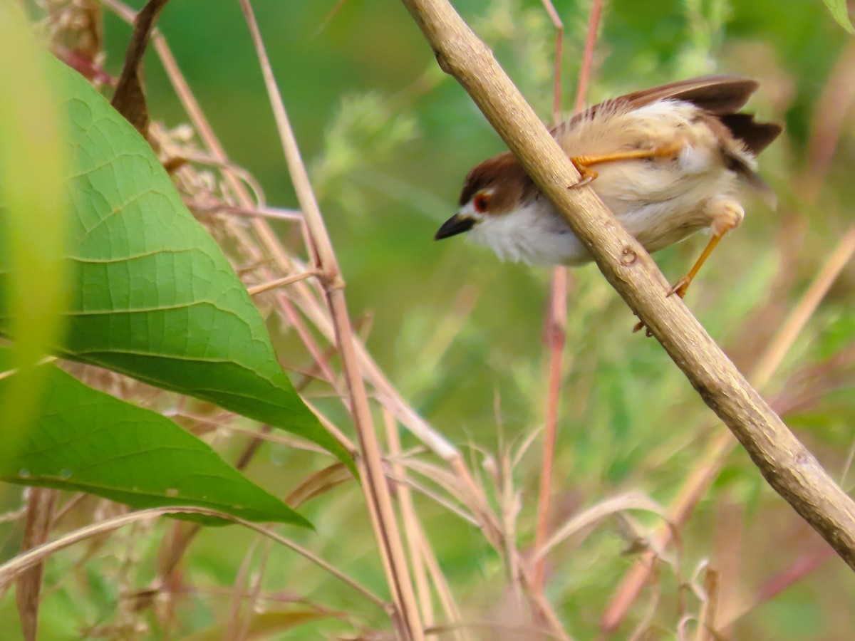 Timalí Ojigualdo - ML644200892