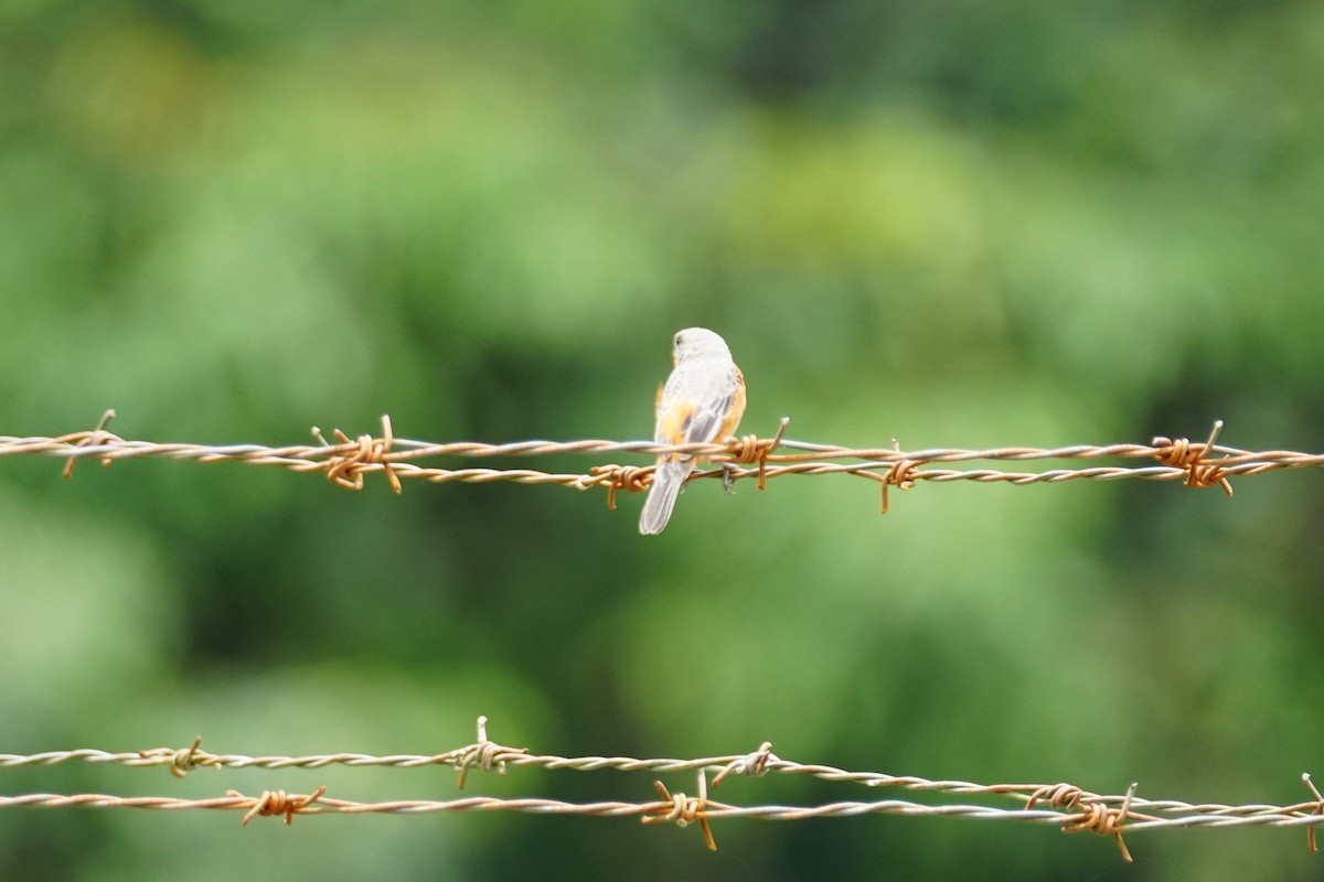 Ruddy-breasted Seedeater - ML644200899
