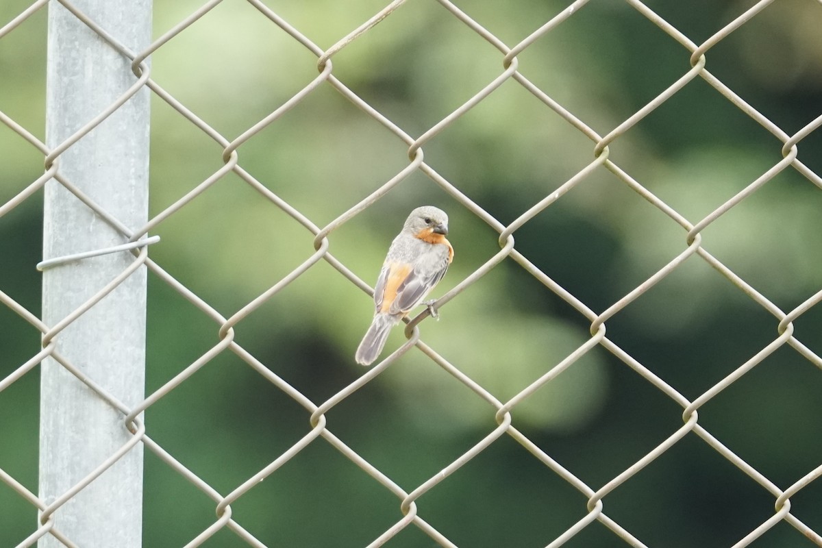 Ruddy-breasted Seedeater - ML644200900