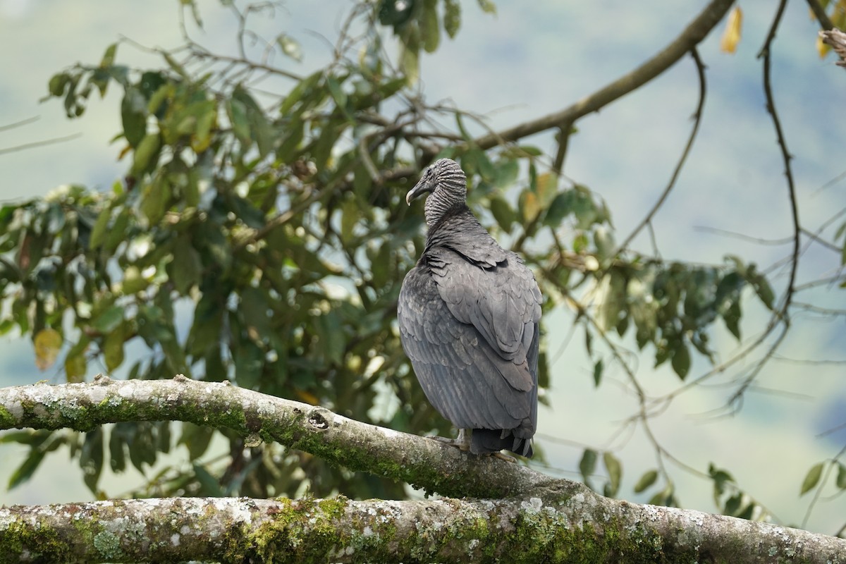 Black Vulture - ML644200903
