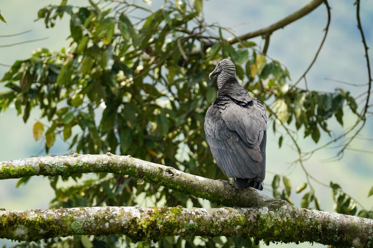 Black Vulture - ML644200904
