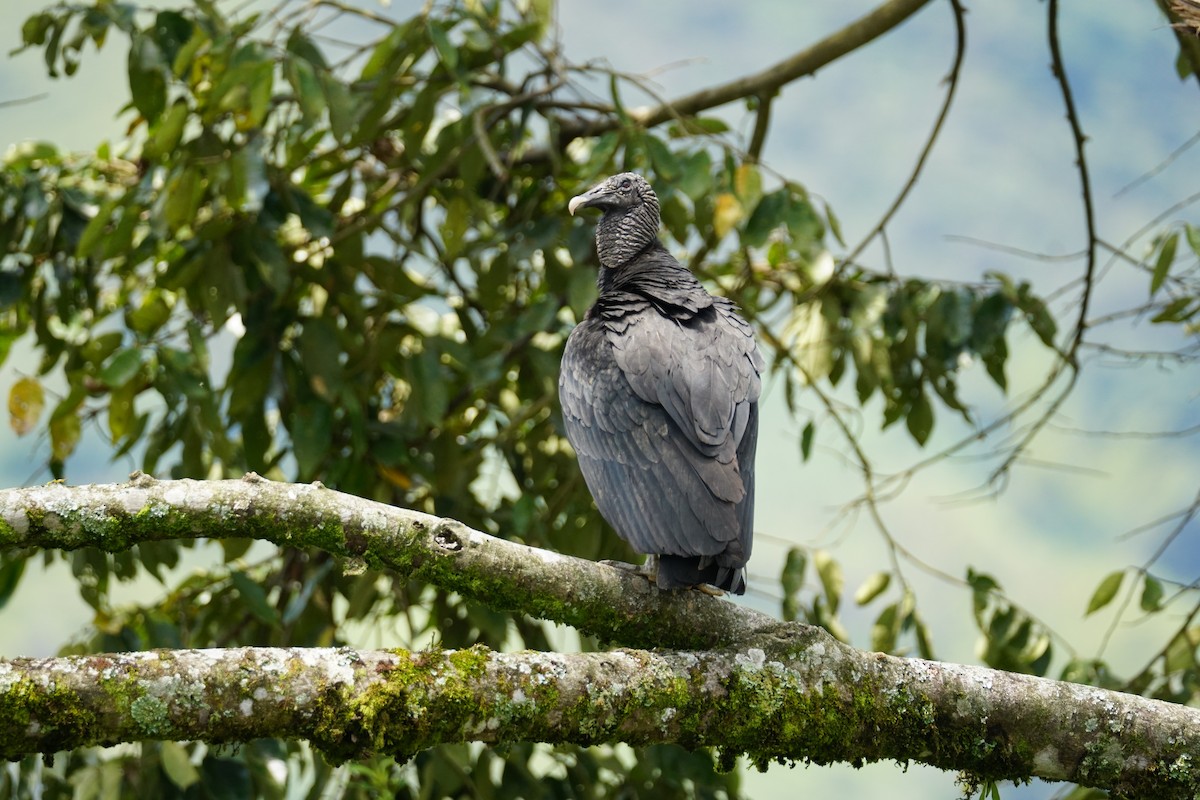 Black Vulture - ML644200905