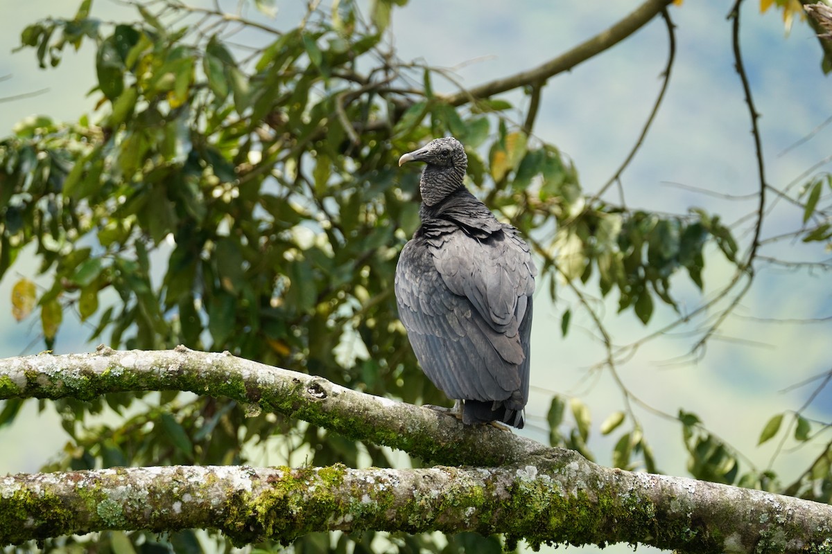 Black Vulture - ML644200906