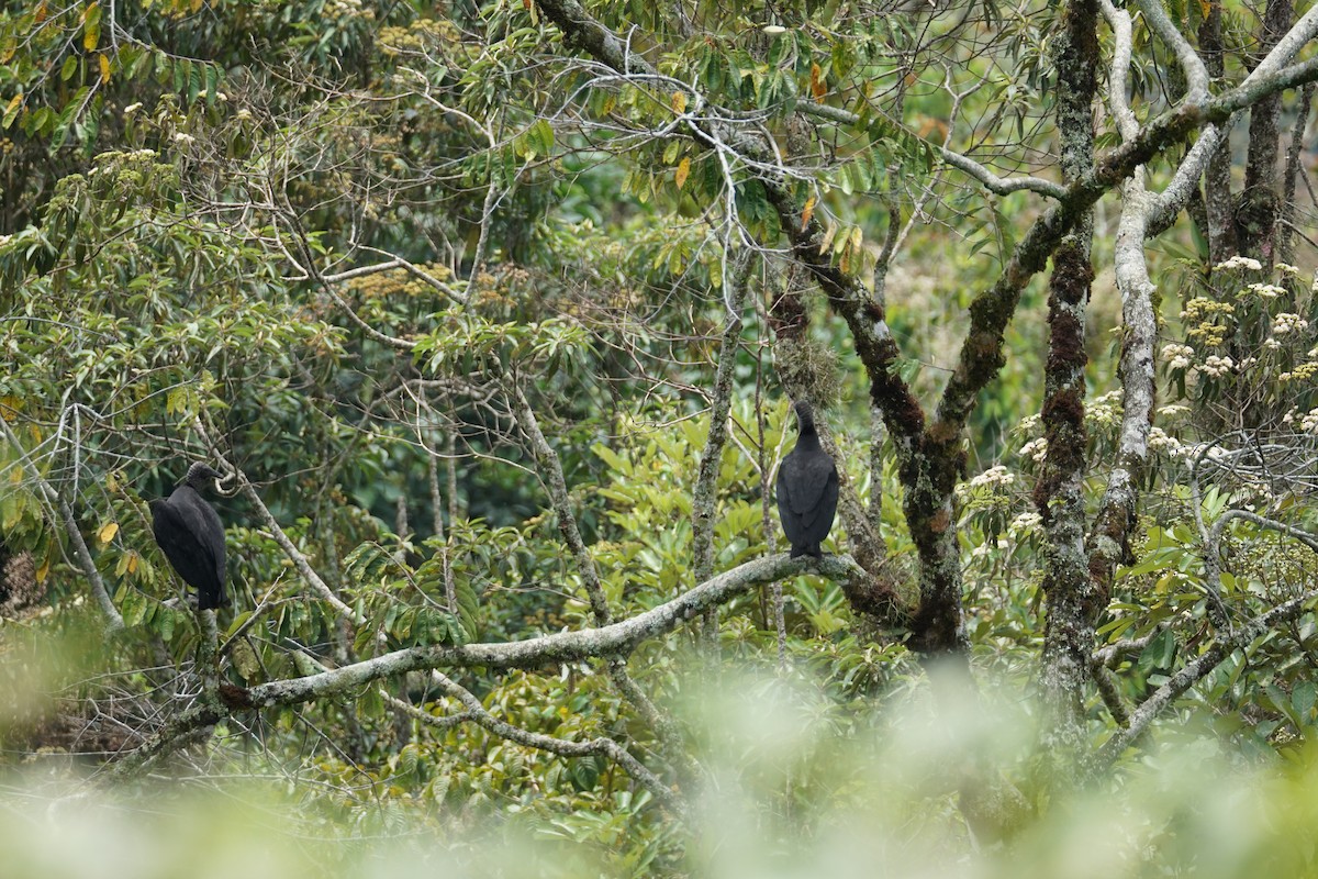 Black Vulture - ML644200907