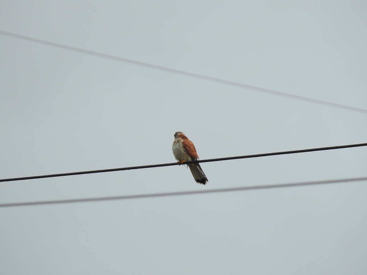 Nankeen Kestrel - ML644200909