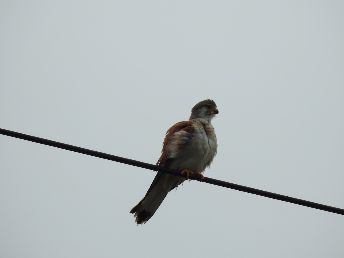 Nankeen Kestrel - ML644200910